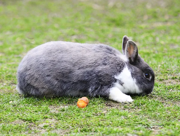 stock image Rabbit and his carrot