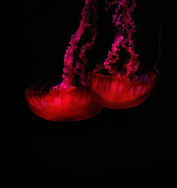 Beautiful jelly fishes — Stock Photo, Image