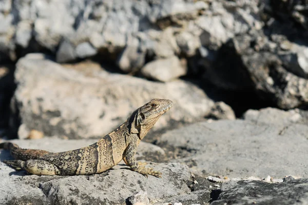 Retrato de iguana selvagem — Fotografia de Stock
