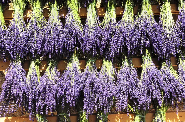 Bundles of lavender — Stock Photo, Image