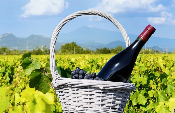 stock image Wine and mont ventoux, Drome, France