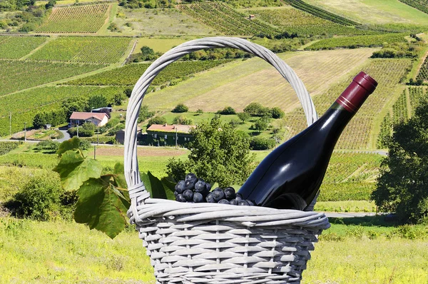 Flaske rødvin og vingård - Stock-foto