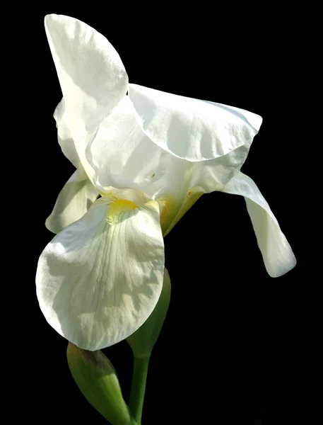 Beyaz iris - izole — Stok fotoğraf