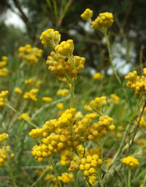 stock image Curry Plant