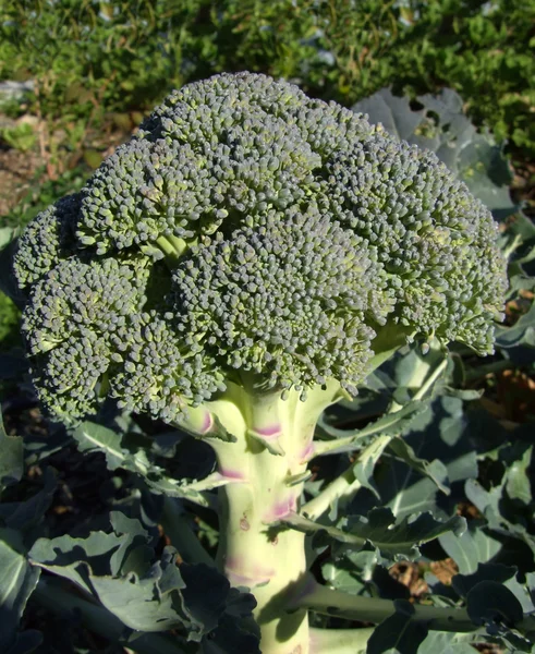 Broccoli Stockfoto