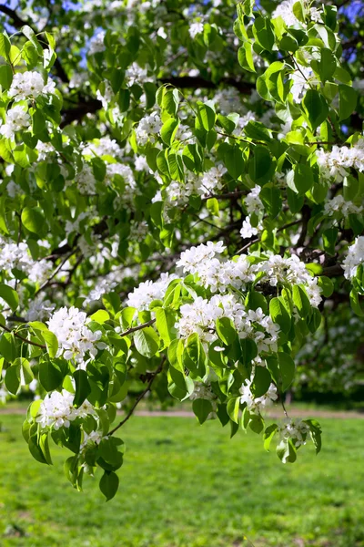 Manzano en flor — Foto de Stock