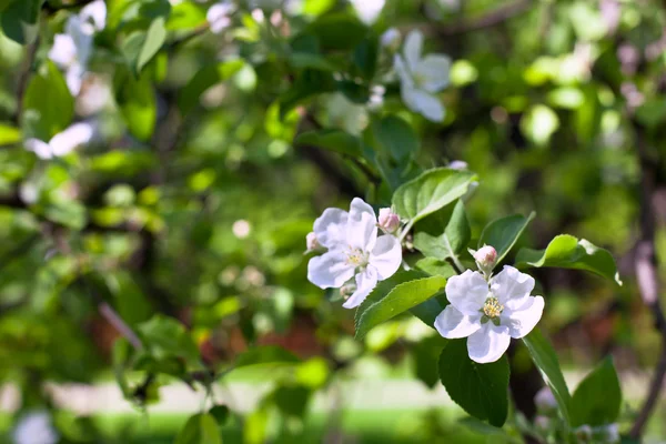 Blühende Apfelbaumzweige — Stockfoto