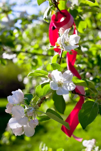 Bloeiende appelboomtakken — Stockfoto