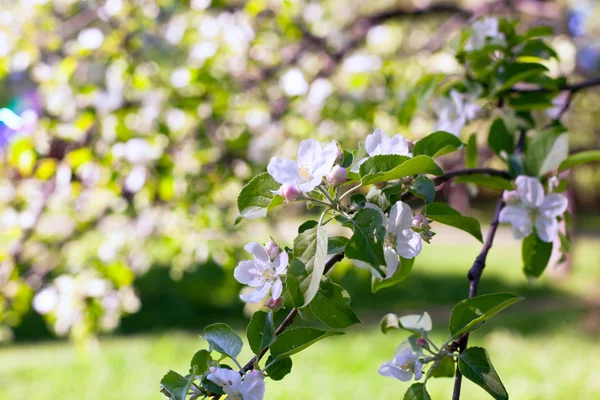 White Blooming rami di melo — Foto Stock