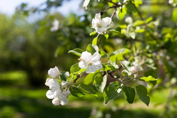 Weiß blühende Äste von Apfelbäumen — Stockfoto