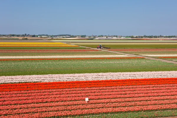 Veelkleurige tulp veld in Nederland — Stockfoto