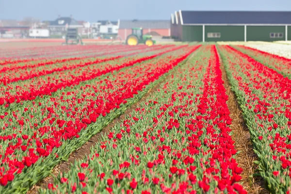 Czerwone pole tulipanów w Holandii — Zdjęcie stockowe