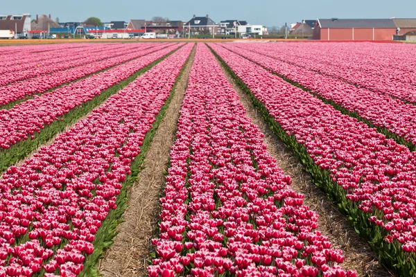 Campo de tulipas vinosas na Holanda — Fotografia de Stock