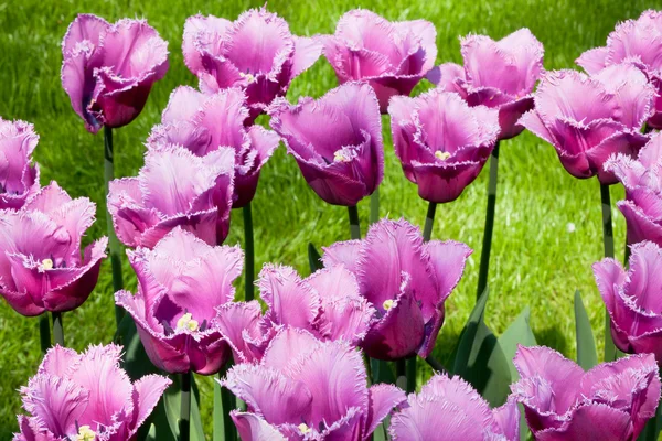 Pola fioletowe tulipanów w Holandii — Zdjęcie stockowe