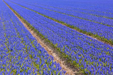 Muscari alan Holland