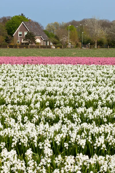 Campo de jacinto na Holanda — Fotografia de Stock