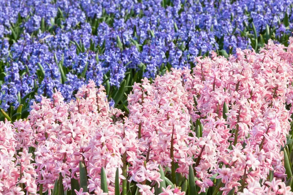 Hyacinty pole v Holandsku — Stock fotografie