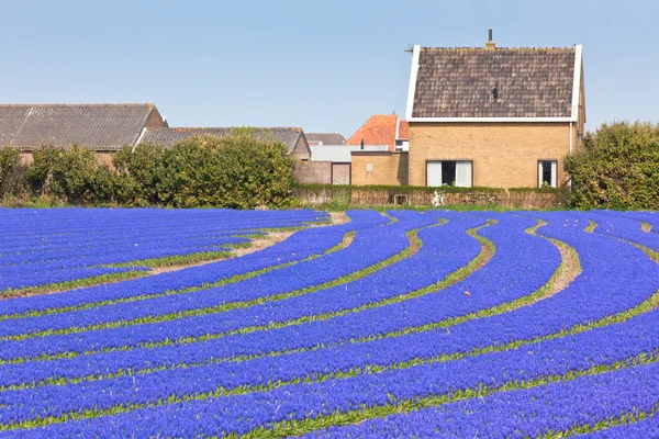 オランダの青色のムスカリ フィールド — ストック写真