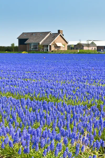 Campo de Muscari azul en Holanda — Foto de Stock