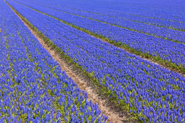 Szafirek pole w Holandii — Zdjęcie stockowe