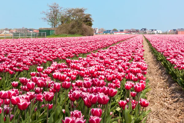 Многоцветное поле тюльпана — стоковое фото