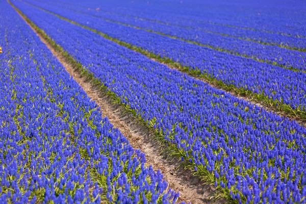 Blue Muscari (hyacinth) field - II — Stock Photo, Image