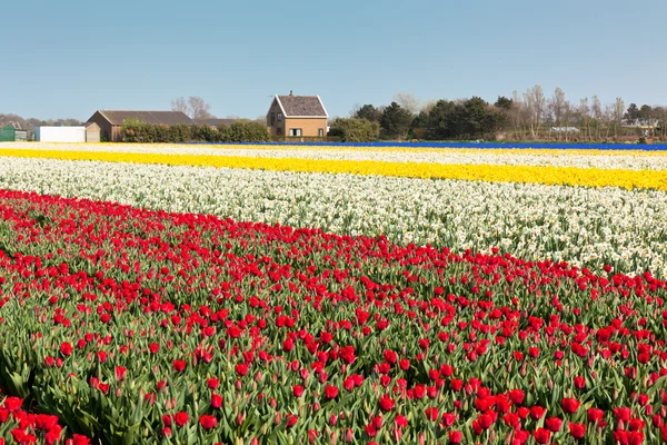 Narcissus and Red tulip field — Stock Photo, Image
