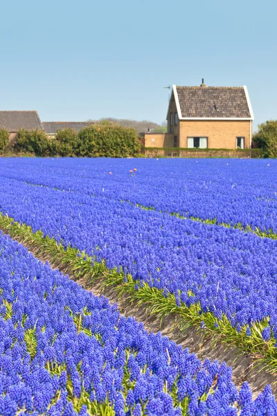 Campo de muscari azul (jacinto) en Holanda — Foto de Stock
