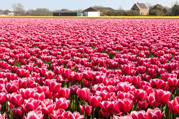 多彩多姿的郁金香字段在荷兰 — 图库照片