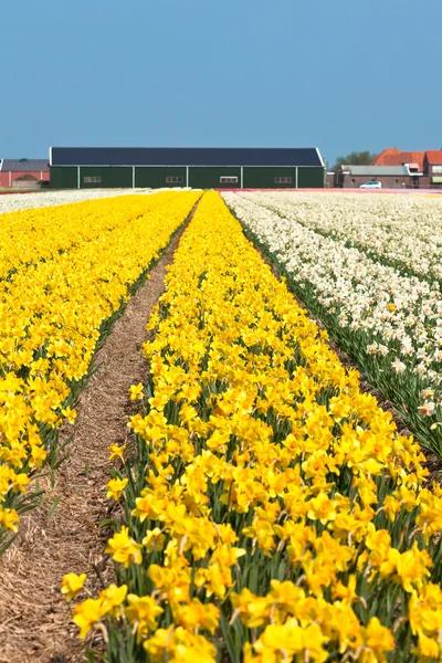Żółty Narcyz pole w Holandii — Zdjęcie stockowe