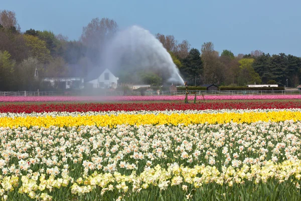 Pole různobarevné květiny, zalévání v Holandsku — Stock fotografie