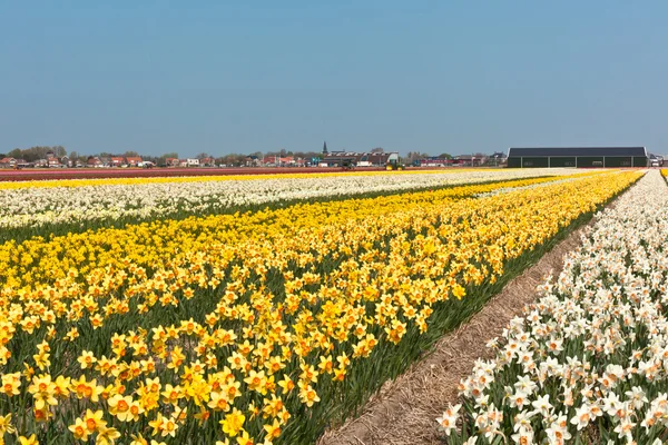 Multicolored narcissus field in Holland — Stock Photo, Image