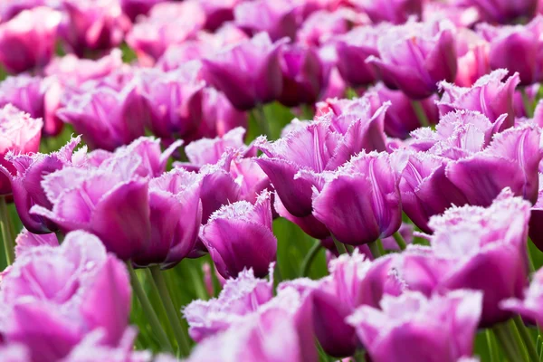 Campo de tulipas de Lilás na Holanda. close-up — Fotografia de Stock