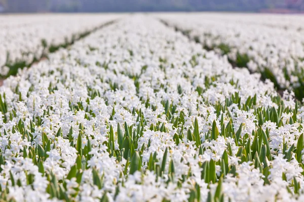 Campo giacinto in Olanda — Foto Stock