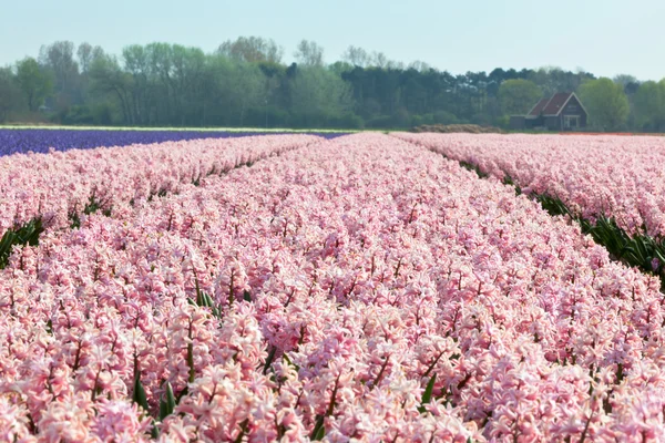 Campo de jacinto na Holanda — Fotografia de Stock