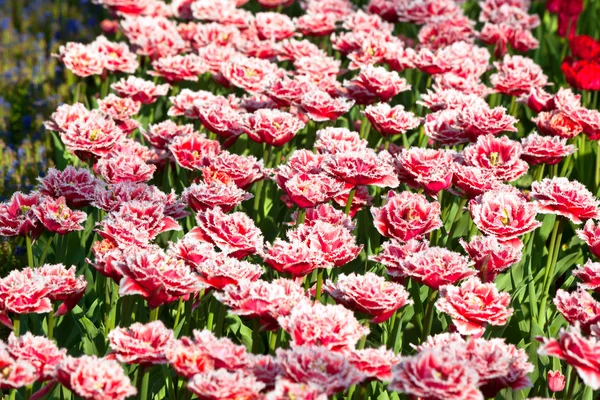Pestrobarevné tulipány pole — Stock fotografie