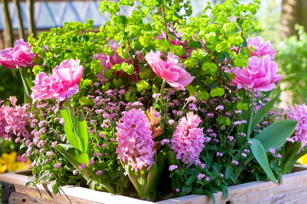 Cama de flores rosa — Fotografia de Stock