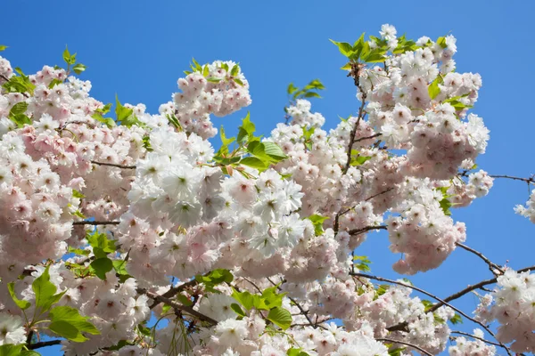 Virágzó fa ágai — Stock Fotó