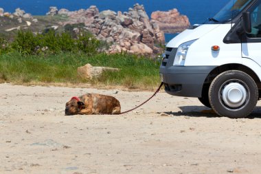 eğlence aracı ve bir köpek