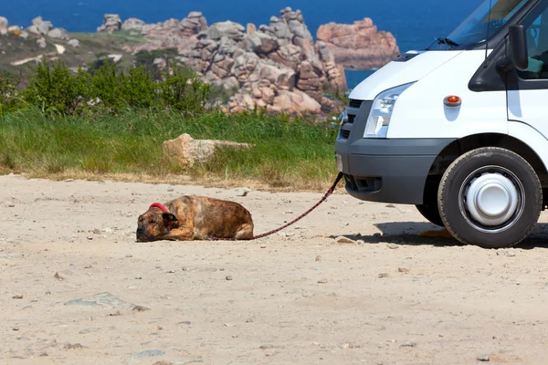 Veículo recreativo e um cão — Fotografia de Stock