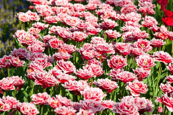Tarka tulipán mező — Stock Fotó