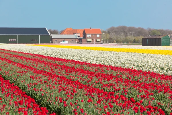 Campo de flores multicoloridas na Holanda — Fotografia de Stock