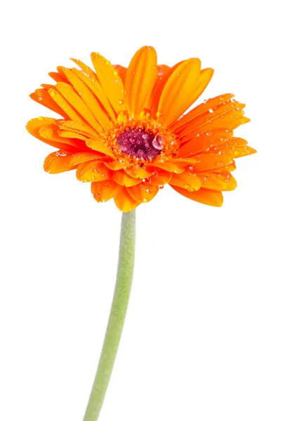 Flor de laranja Gerber isolado — Fotografia de Stock
