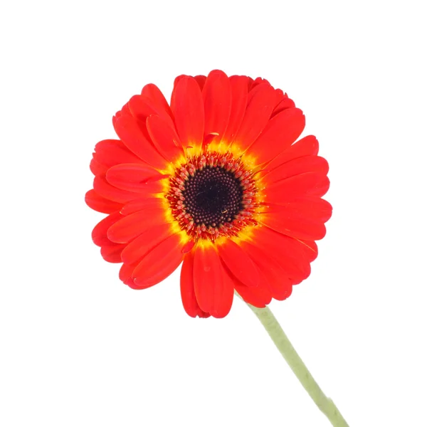 Flor gerber roja —  Fotos de Stock