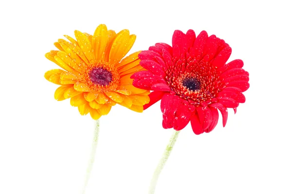 Red and orange gerbera flower — Stock Photo, Image