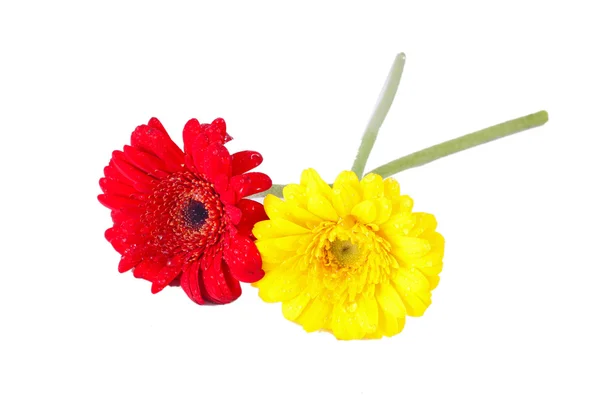 Flores vermelhas e amarelas de gerbera — Fotografia de Stock