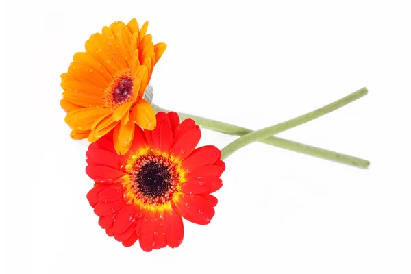 Κόκκινο και πορτοκαλί ζέρμπερες λουλούδι — Φωτογραφία Αρχείου
