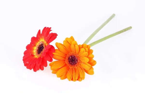 Κόκκινο και πορτοκαλί ζέρμπερες λουλούδι — Φωτογραφία Αρχείου