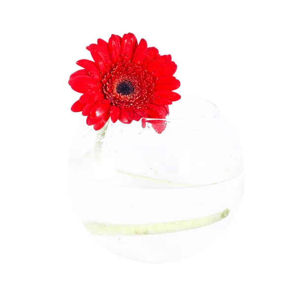 在一个玻璃花瓶红色非洲菊 — 图库照片