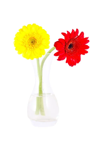Rote und gelbe Gerbera-Gänseblümchen — Stockfoto